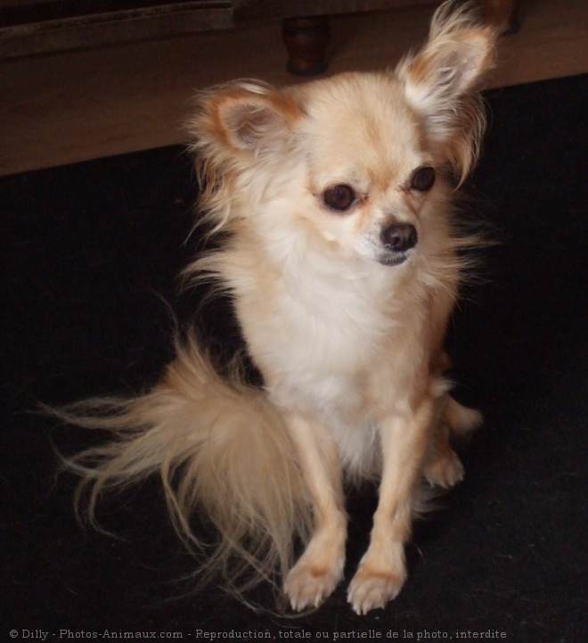 Photo de Chihuahua  poil long