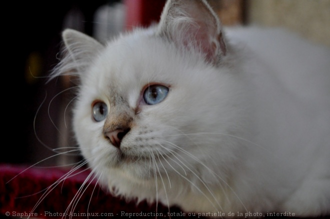 Photo de Sacr de birmanie