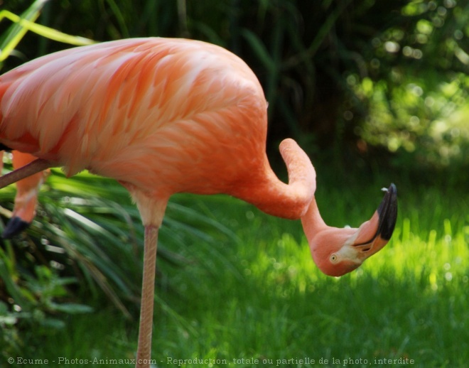 Photo de Flamand rose