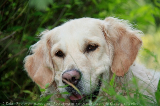 Photo de Golden retriever