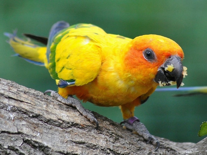 Photo de Conure soleil