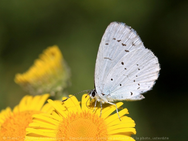 Photo de Papillon