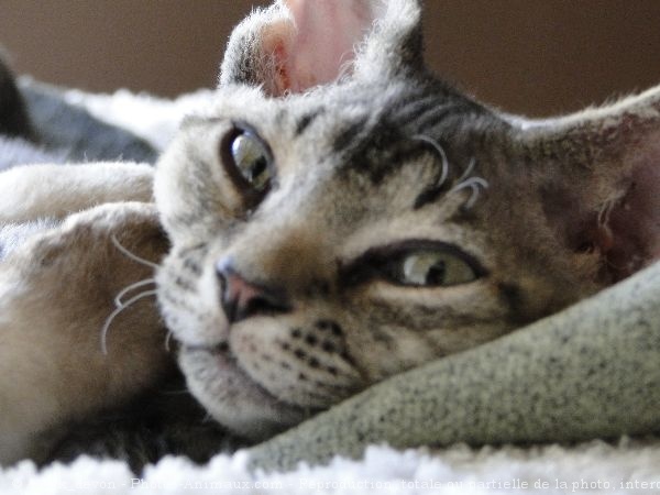 Photo de Devon rex