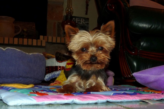 Photo de Yorkshire terrier