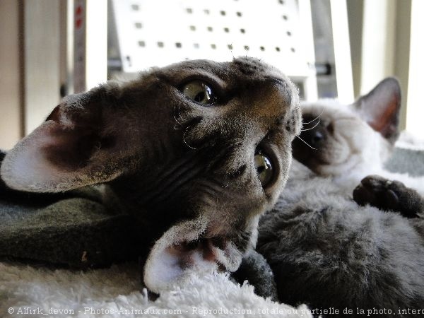 Photo de Devon rex