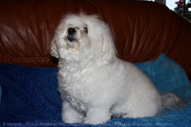 Photo de Coton de tulear