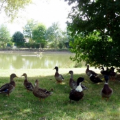 Photo de Canard colvert