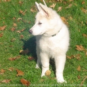 Photo de Berger blanc suisse