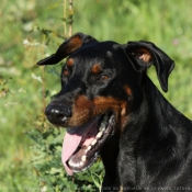 Photo de Dobermann