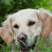 Photo de Golden retriever