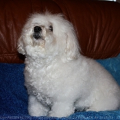 Photo de Coton de tulear