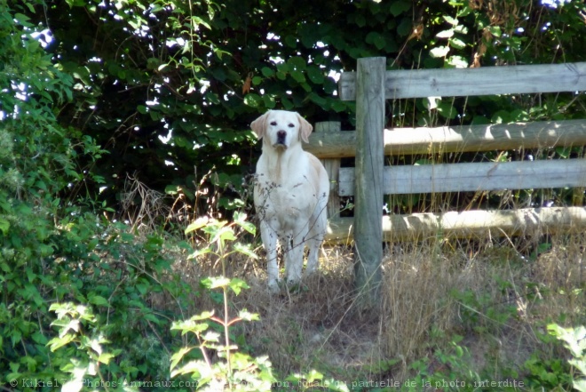 Photo de Labrador retriever