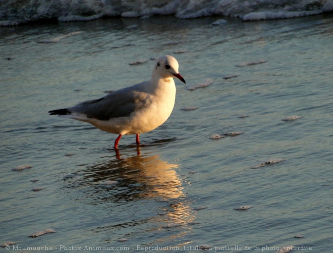 Photo de Mouette