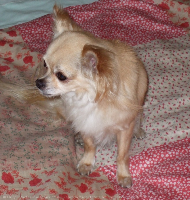 Photo de Chihuahua  poil long