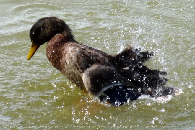 Photo de Canard colvert