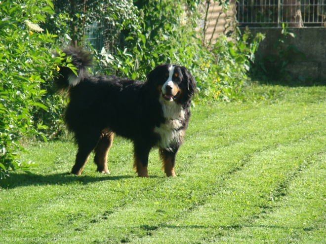 Photo de Bouvier bernois