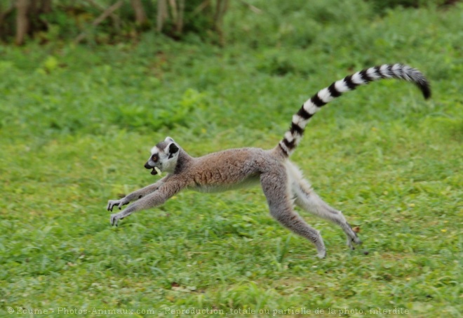 Photo de Lmurien - maki catta