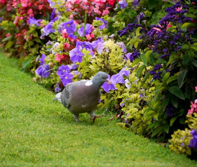 Photo de Pigeon