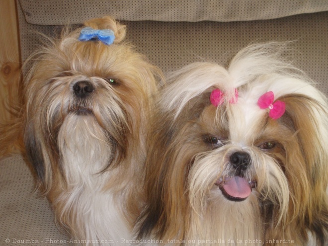 Photo de Shih tzu