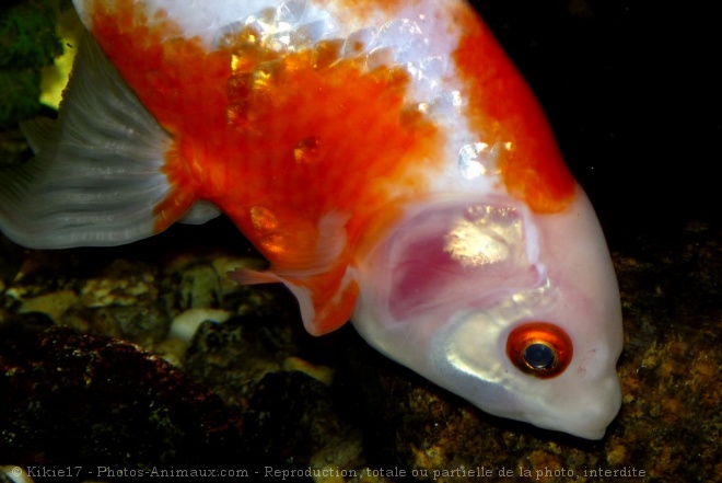 Photo de Poissons rouges