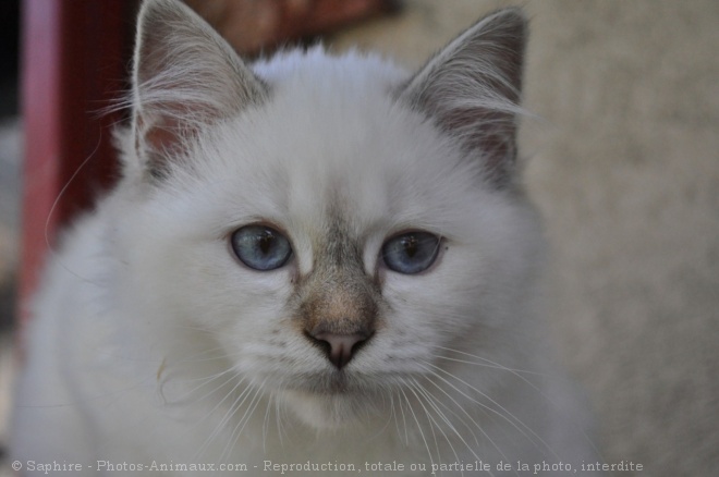 Photo de Sacr de birmanie