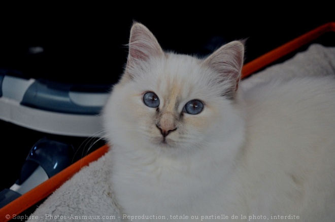 Photo de Sacr de birmanie