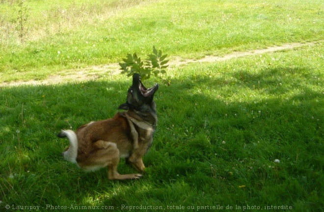 Photo de Berger belge malinois