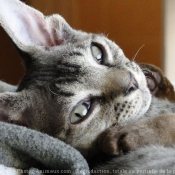 Photo de Devon rex