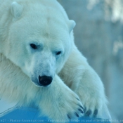 Photo d'Ours