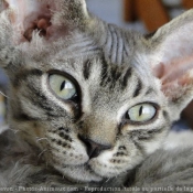 Photo de Devon rex