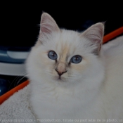 Photo de Sacr de birmanie