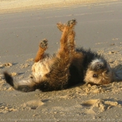 Photo de Border terrier