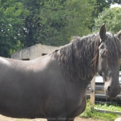 Photo de Percheron