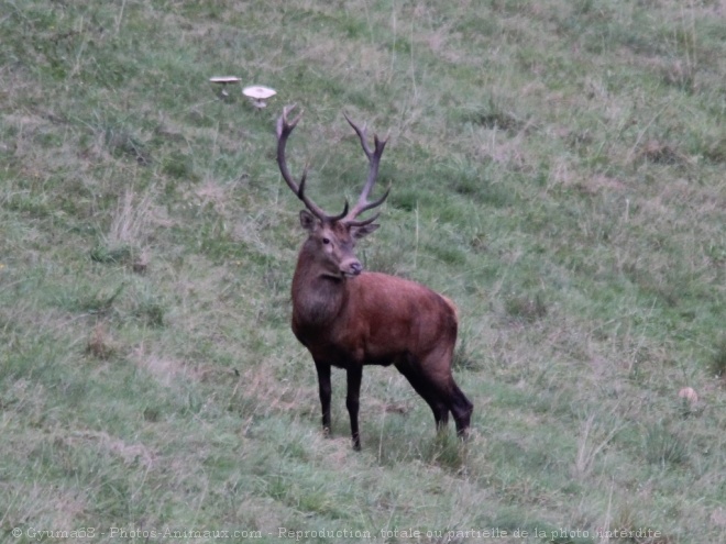 Photo de Cerf