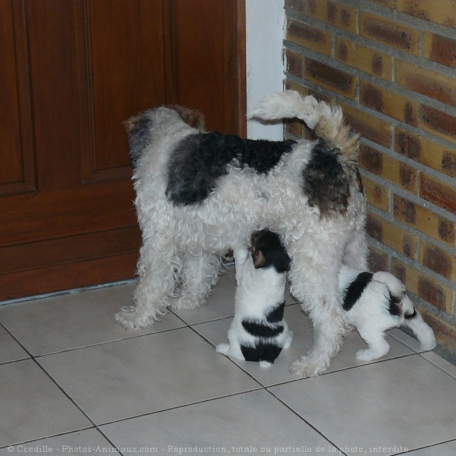 Photo de Fox terrier  poil dur