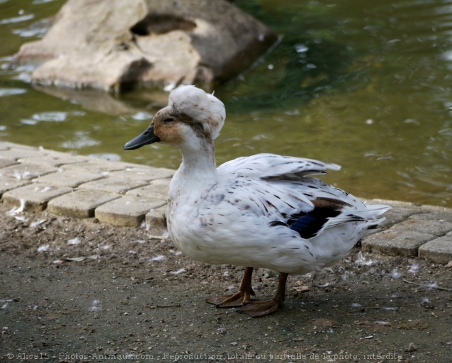 Photo de Canard