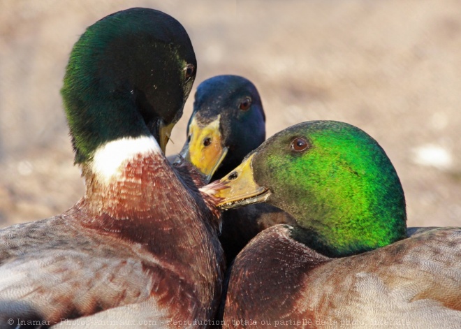 Photo de Canard colvert