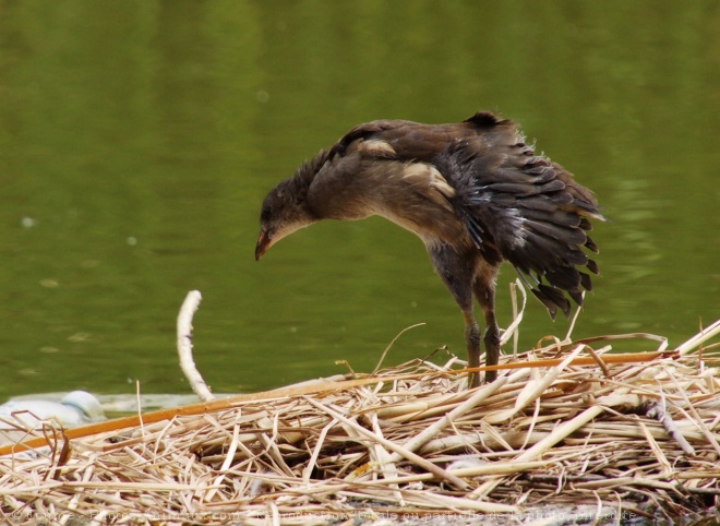 Photo de Poule d'eau