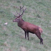 Photo de Cerf