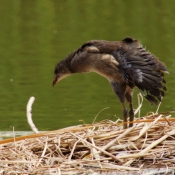 Photo de Poule d'eau