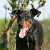 Photo de Dobermann