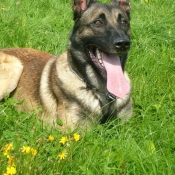 Photo de Berger belge malinois