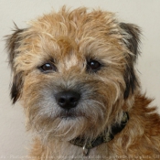 Photo de Border terrier