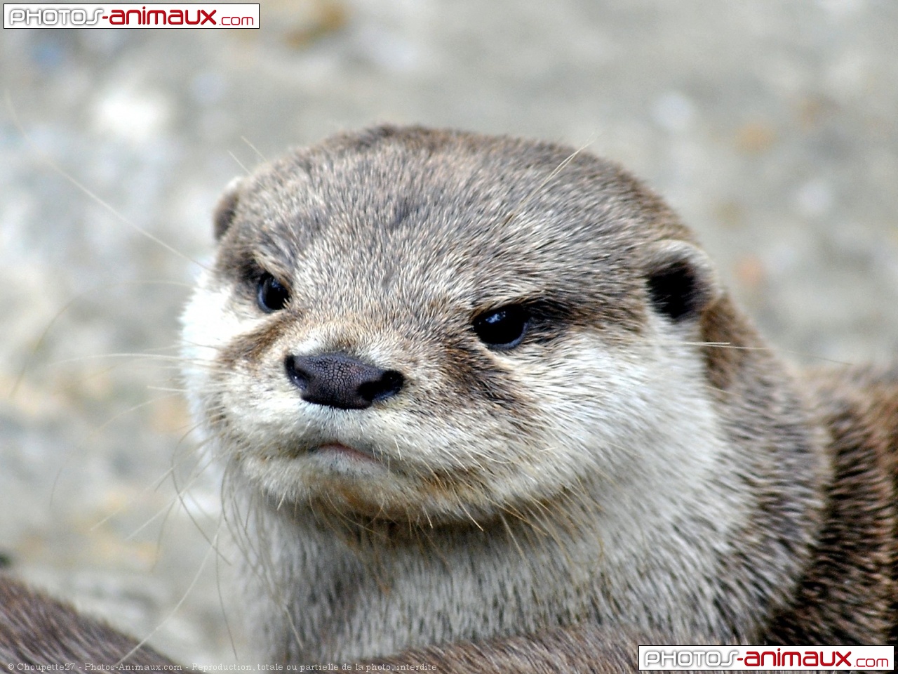 Photo De Loutre Loutre D Asie N Sur Photos Animaux Com