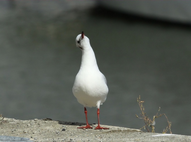 Photo de Mouette