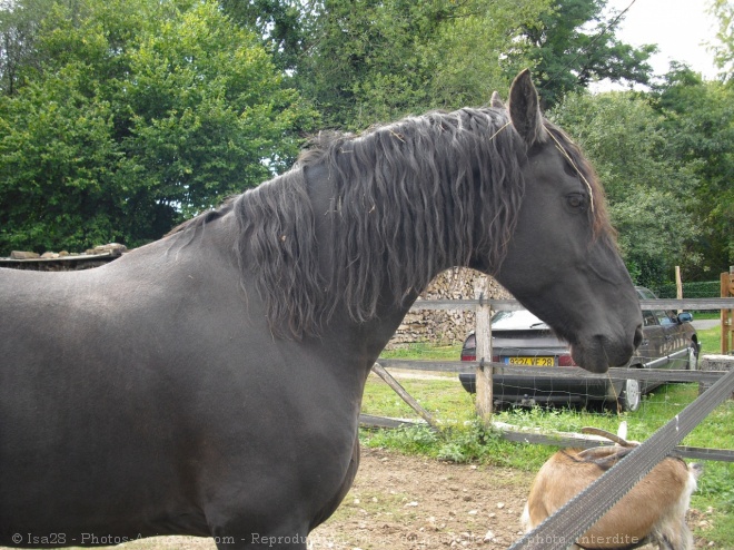 Photo de Percheron