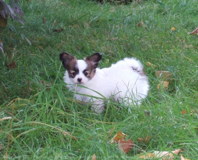 Photo d'Epagneul nain papillon