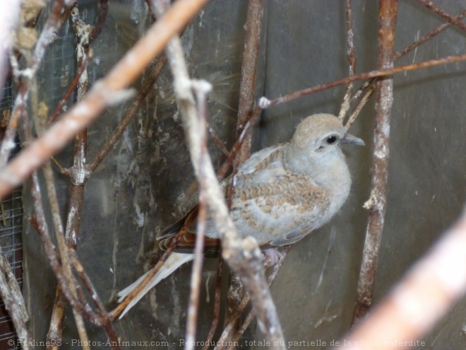 Photo de Colombe