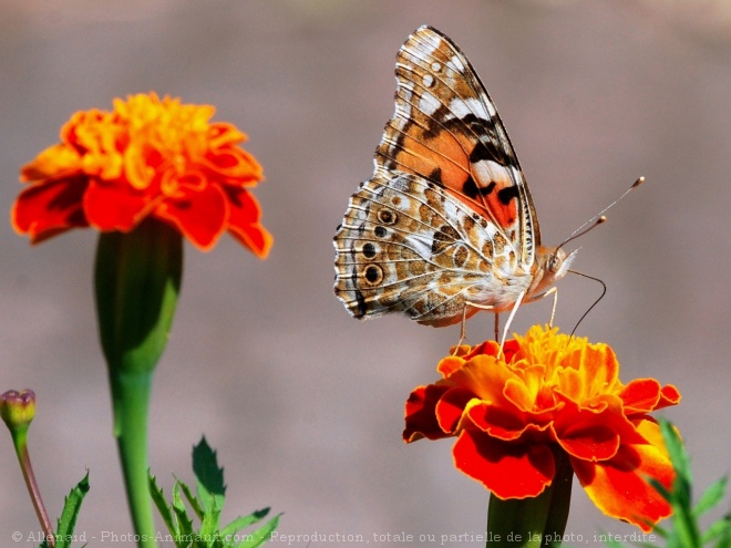 Photo de Papillon - belle-dame