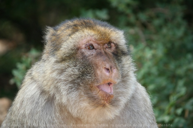 Photo de Singe - macaque